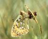 Argynnis aglaja
